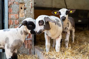 Stiftung Bühl - Lämmer