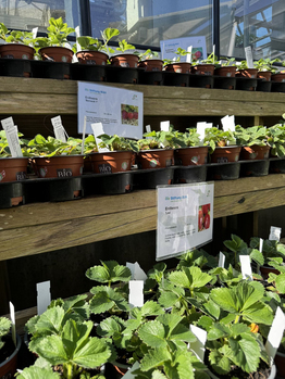 Bio-Gärtnerei - Stiftung Bühl - Produkte - Setzlinge