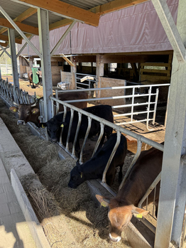 Kuh bei Sonnenuntergang