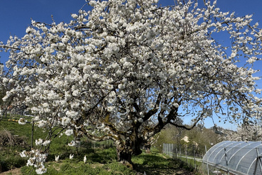 Patenschaft für Hochstammbäume