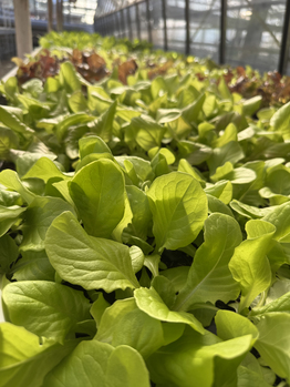 Verschiedene Sorten frischer Salate wachsen dicht aneinandergereiht im Gewächshaus der Gärtnerei der Stiftung Bühl.