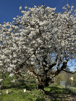 Produkte und Dienstleistungen Stiftung Bühl-Gärtnerei-Regal mit Bio-Produkten und Geschenksäcklis