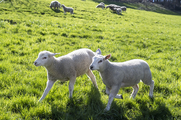 Bio-Landwirtschaft - Stiftung Bühl - Kuhweide